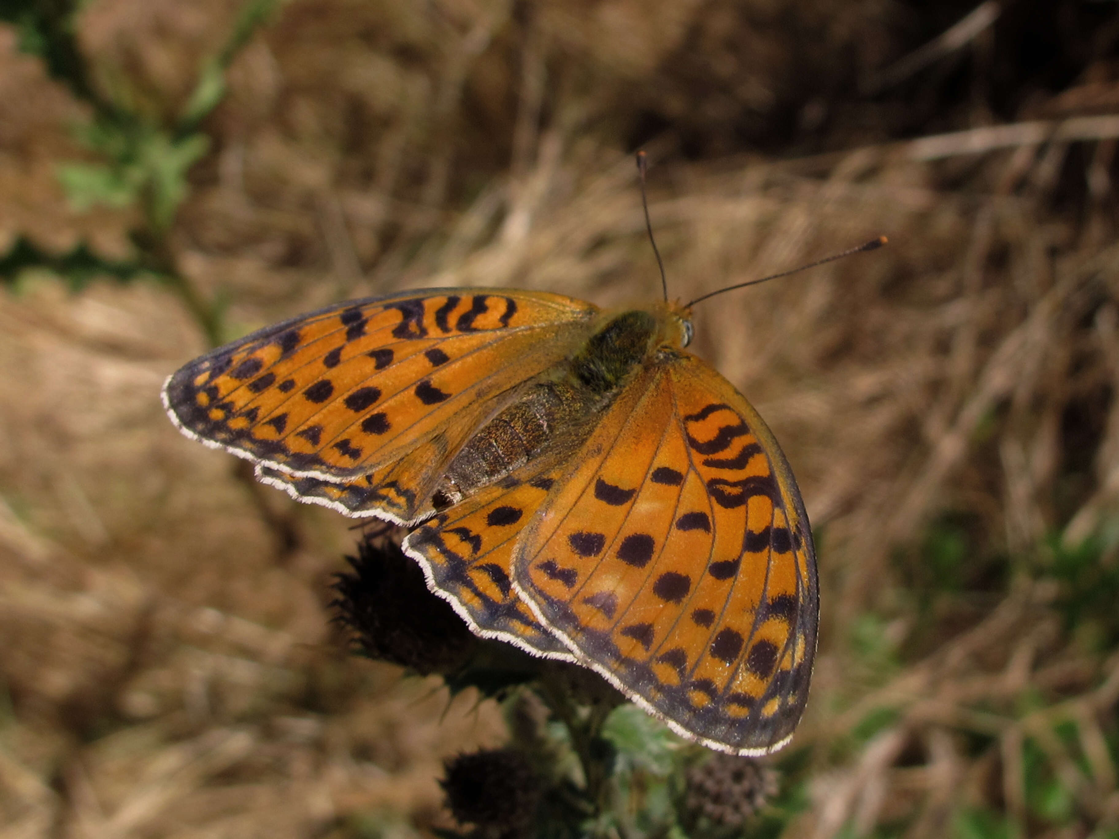 Image of Speyeria aglaja