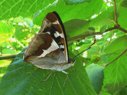 Image of purple emperor