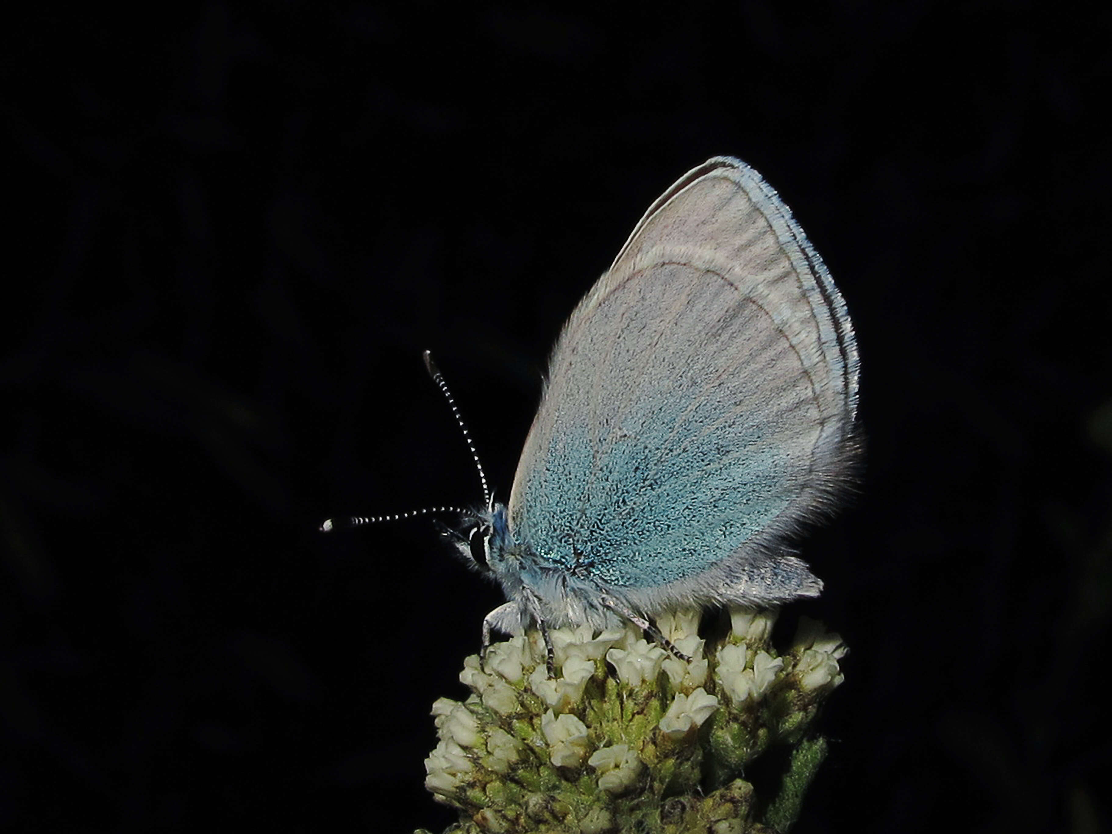 Image of Green-underside Blue