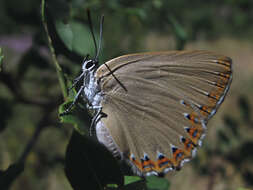 Image of Spanish Purple Hairstreak