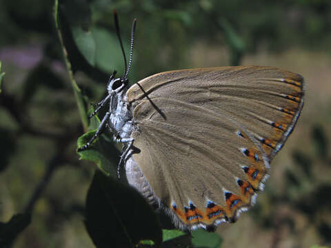 Image of Spanish Purple Hairstreak