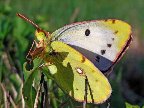 Image of clouded yellow