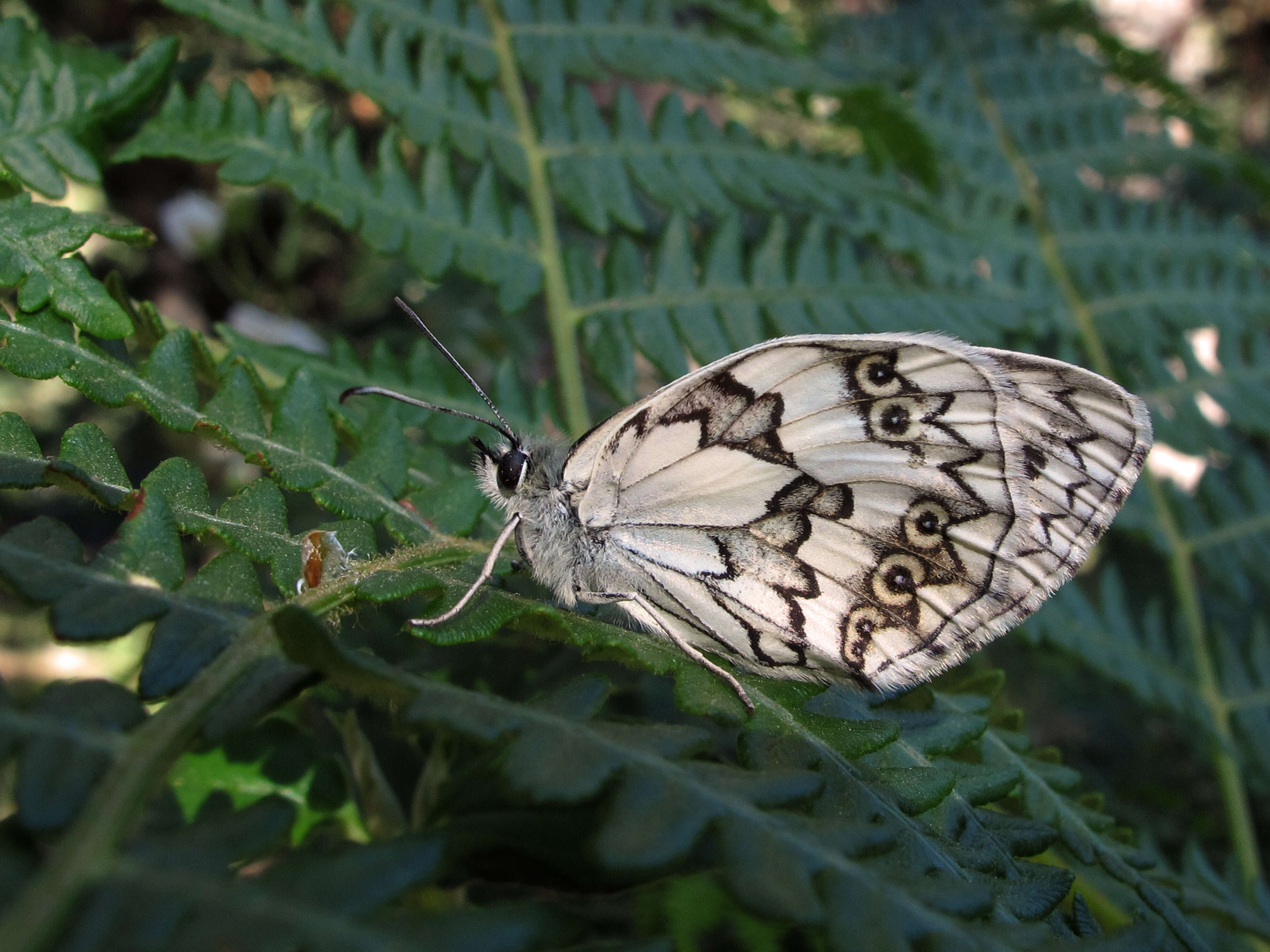 Image of Iberian Marbled White