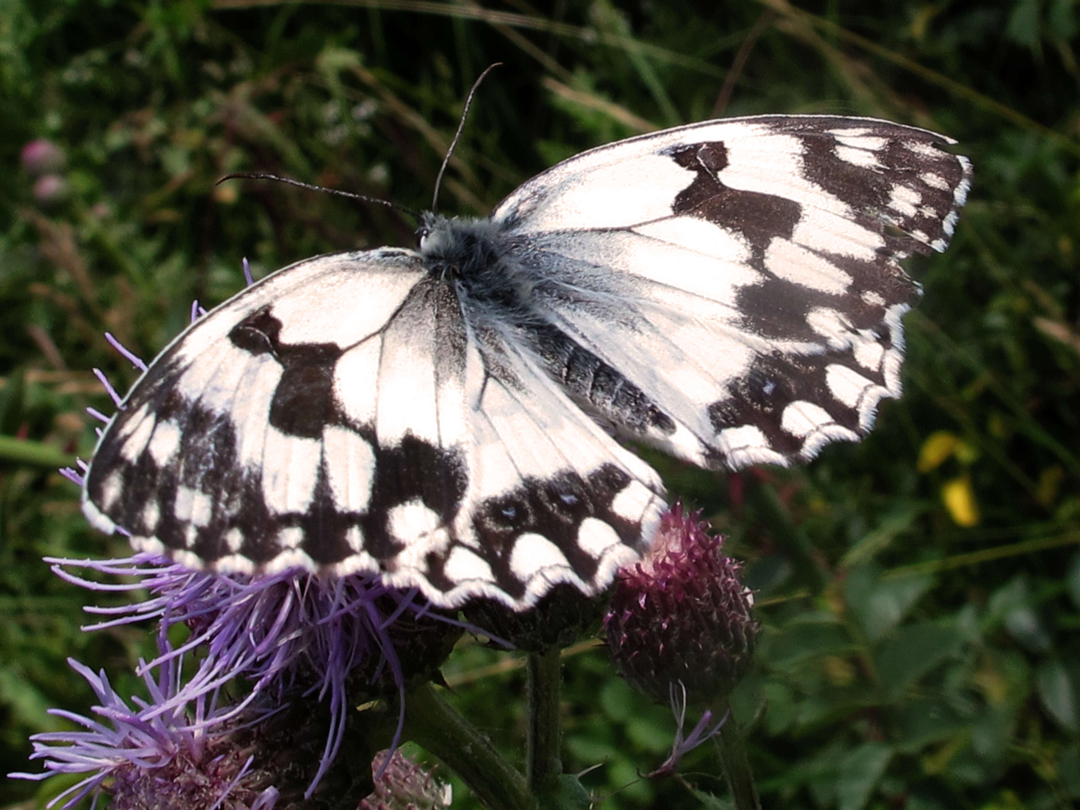 Imagem de Melanargia lachesis Hübner 1790