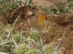 Image of Coenonympha dorus Esper 1782