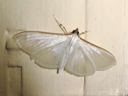 Image of Palpita vitrealis Rossi 1794