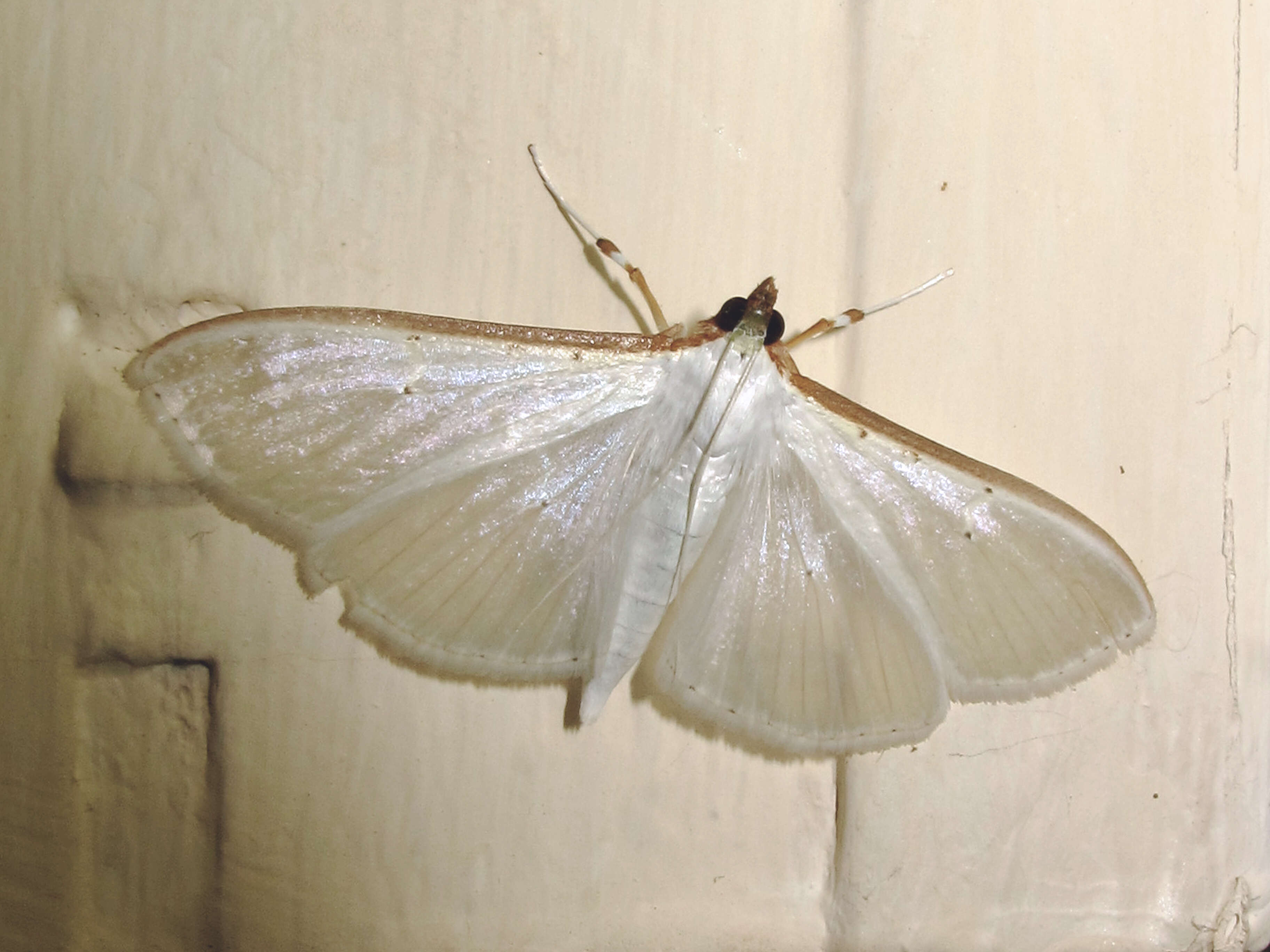 Image of Palpita vitrealis Rossi 1794