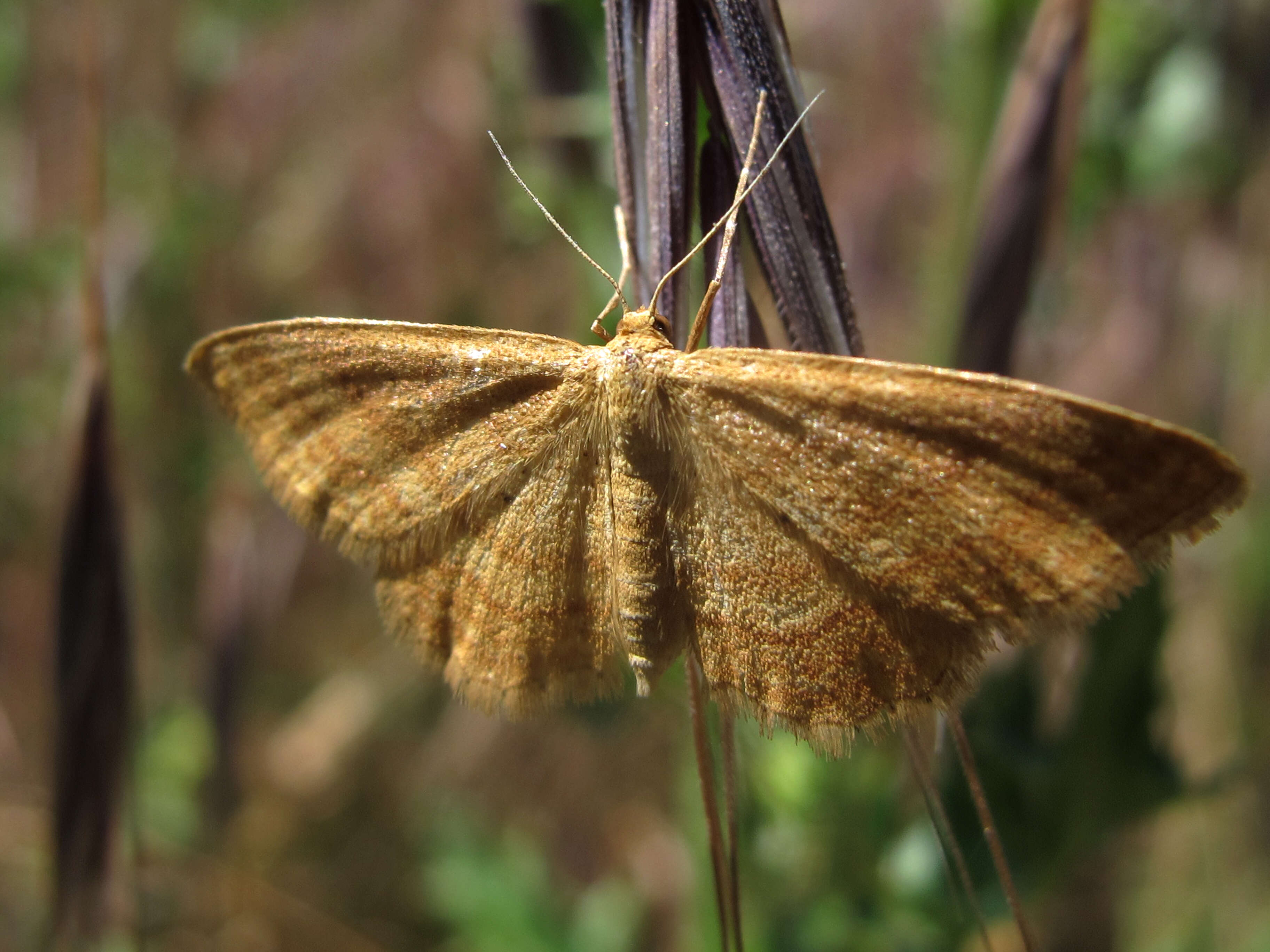 Idaea ochrata Scopoli 1763 resmi