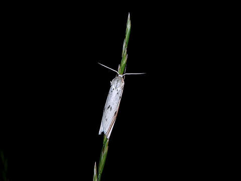 Image of dotted footman