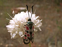 Image of Devil’s Bit Scabious