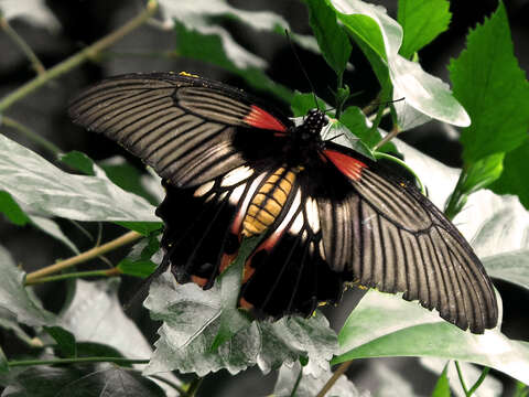 Sivun Papilio memnon Linnaeus 1758 kuva