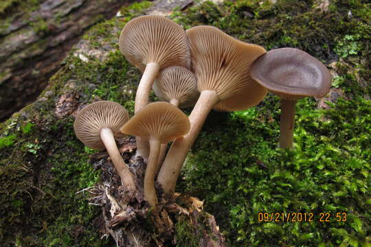 Image of Pseudoclitocybe cyathiformis (Bull.) Singer 1956