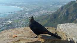 Image of Red-winged Starling