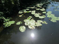 Image of Yellow Water-lily