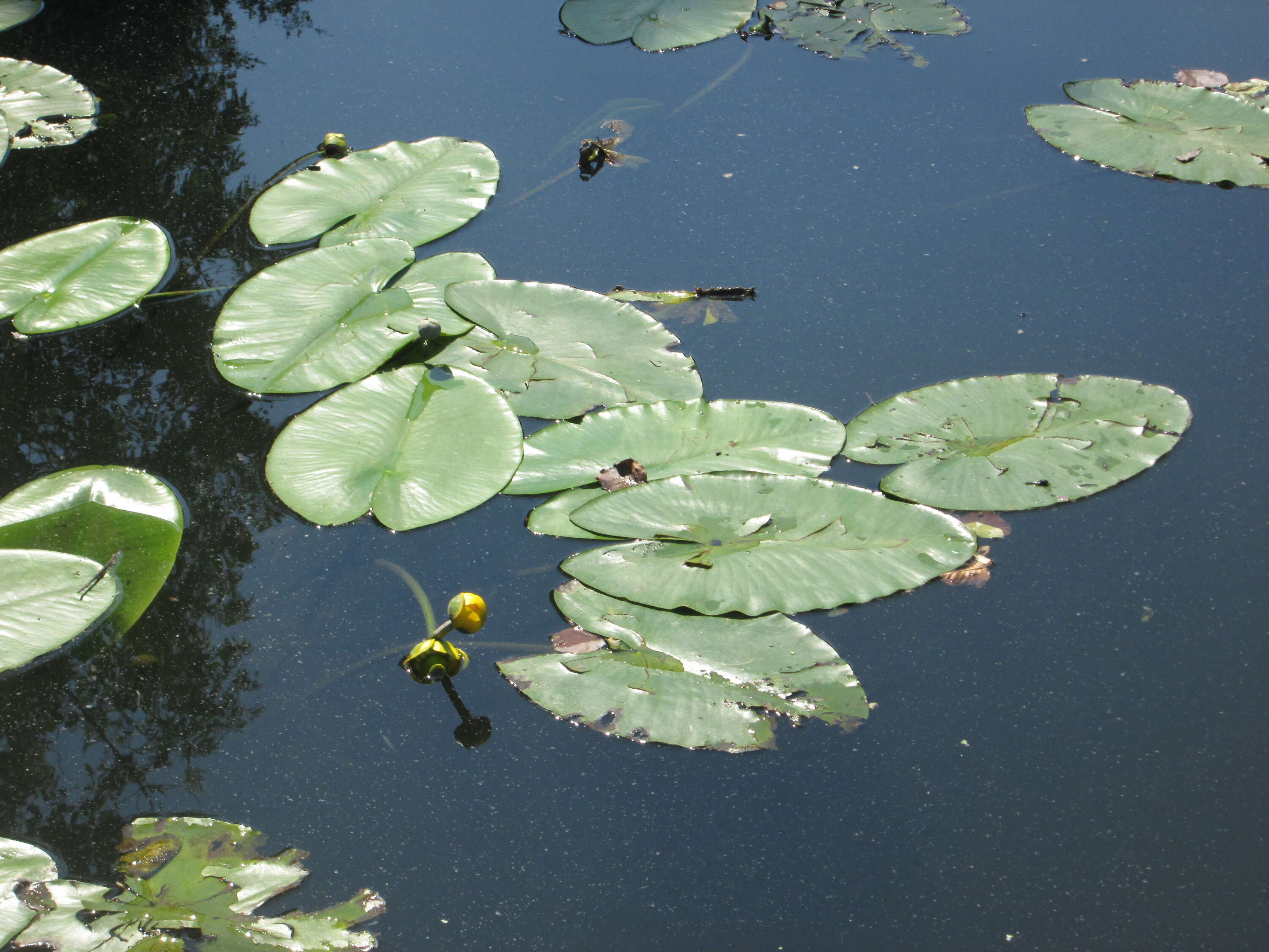 Image of Yellow Water-lily