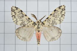 Image of Lymantria concolor Walker 1855