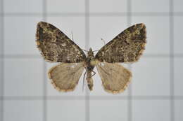 Image of Apithecia viridata Moore 1868