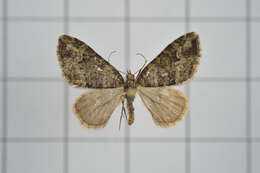 Image of Apithecia viridata Moore 1868