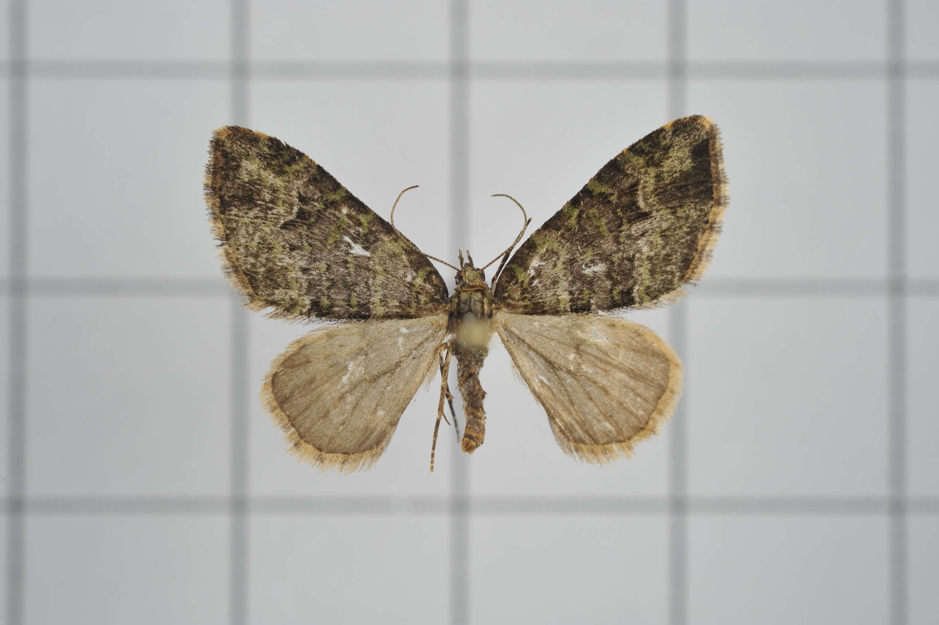 Image of Apithecia viridata Moore 1868