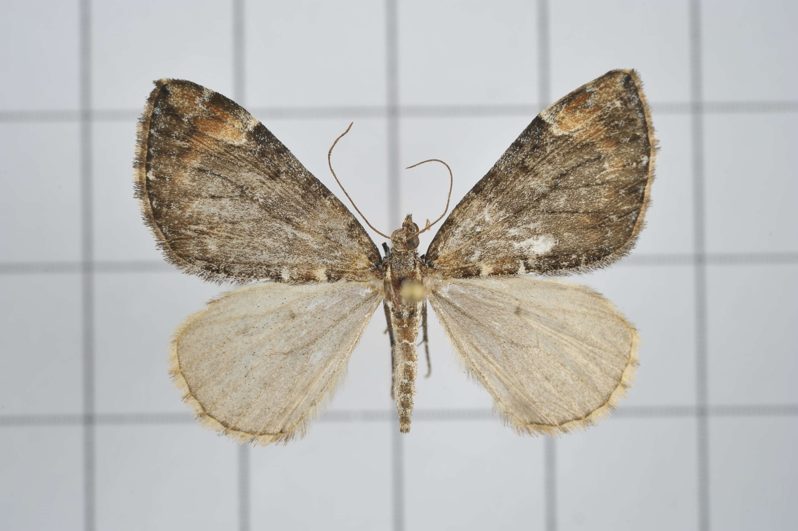 Image of Dysstroma fumata Bastelberger 1911