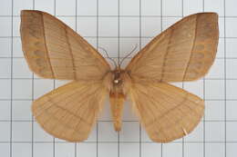 Image of Palirisa cervina (Moore (1866))