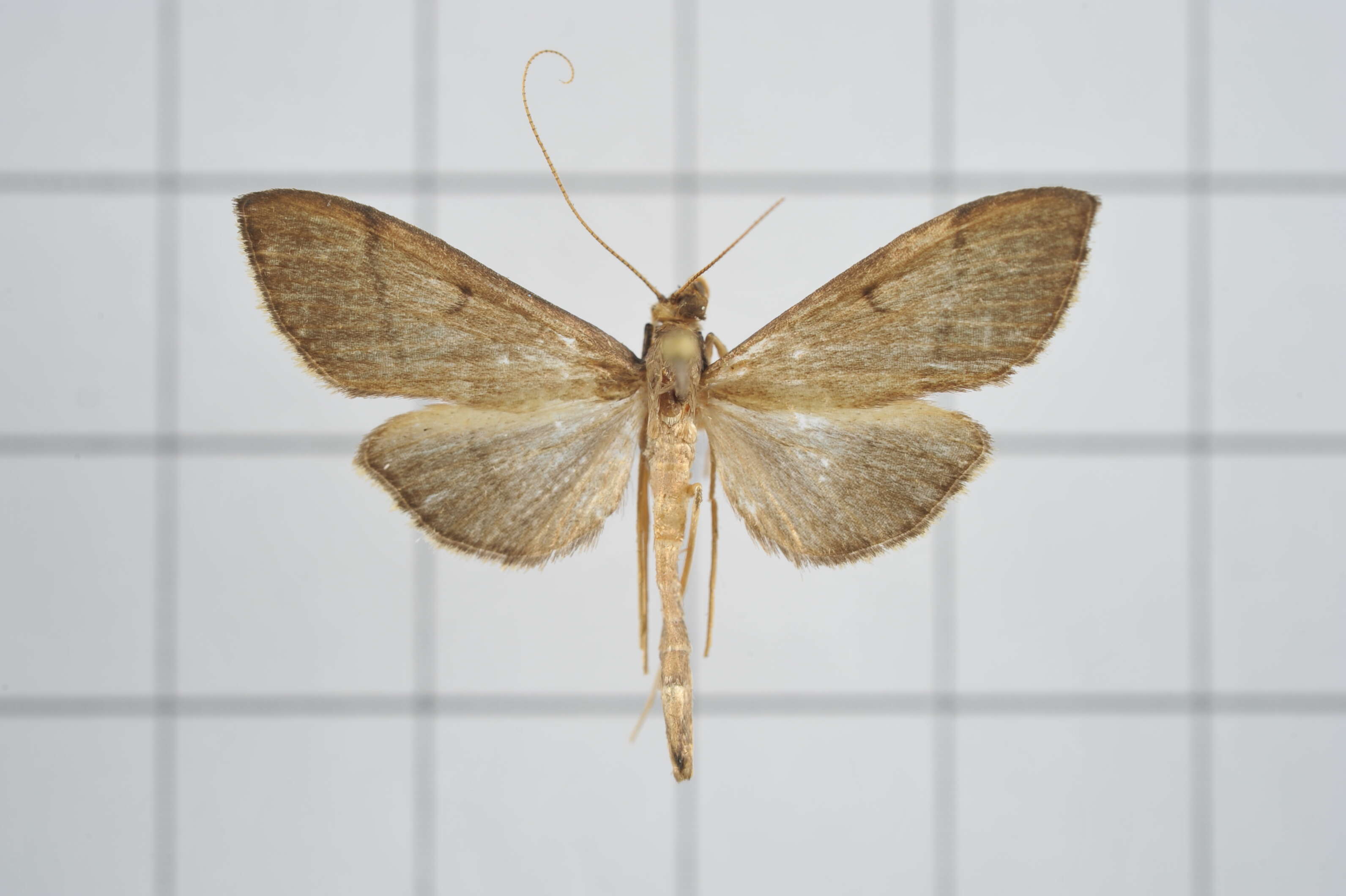 Image de Bradina geminalis Caradja 1927