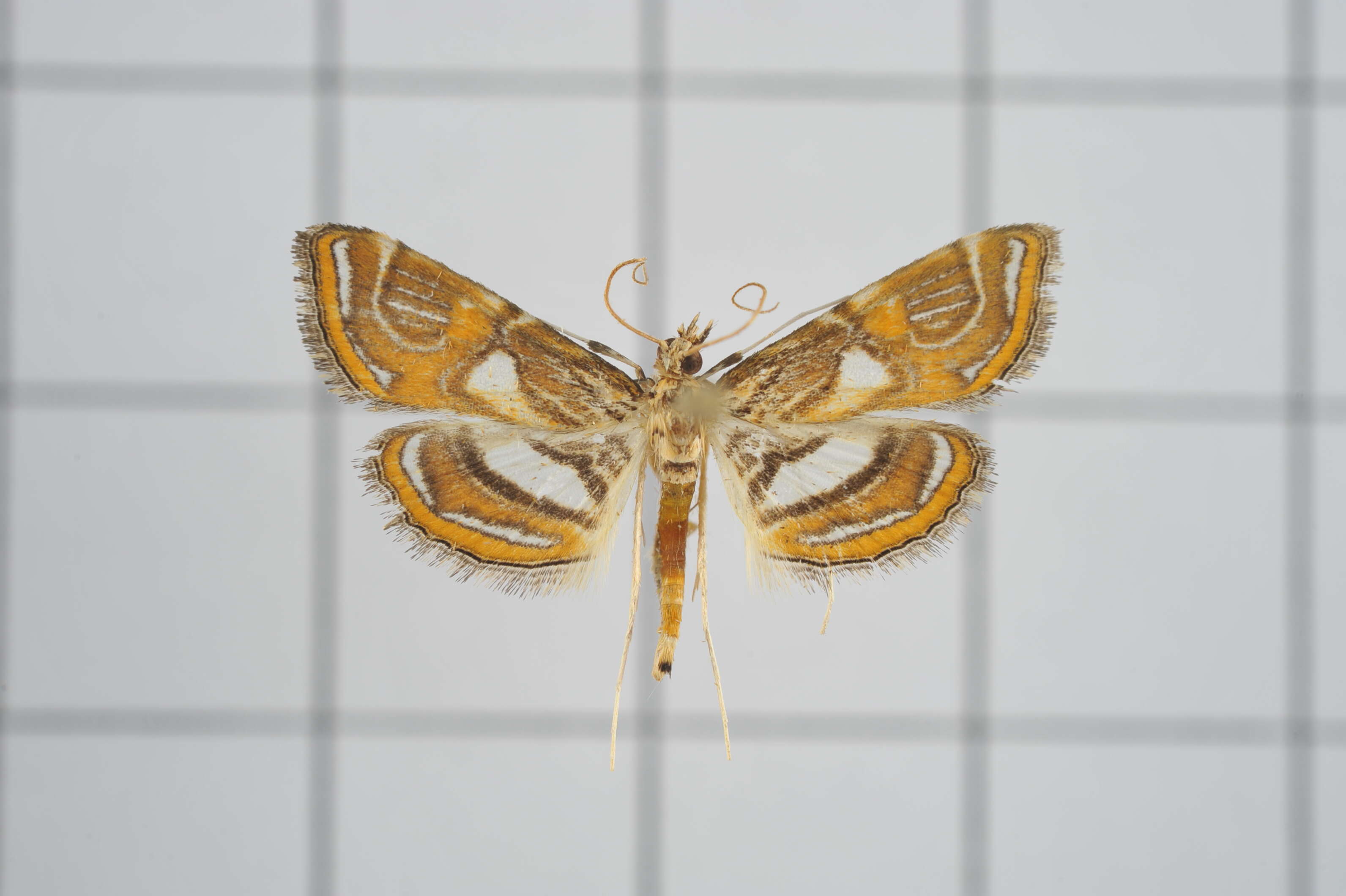 Image of Paracymoriza cataclystalis Strand 1919