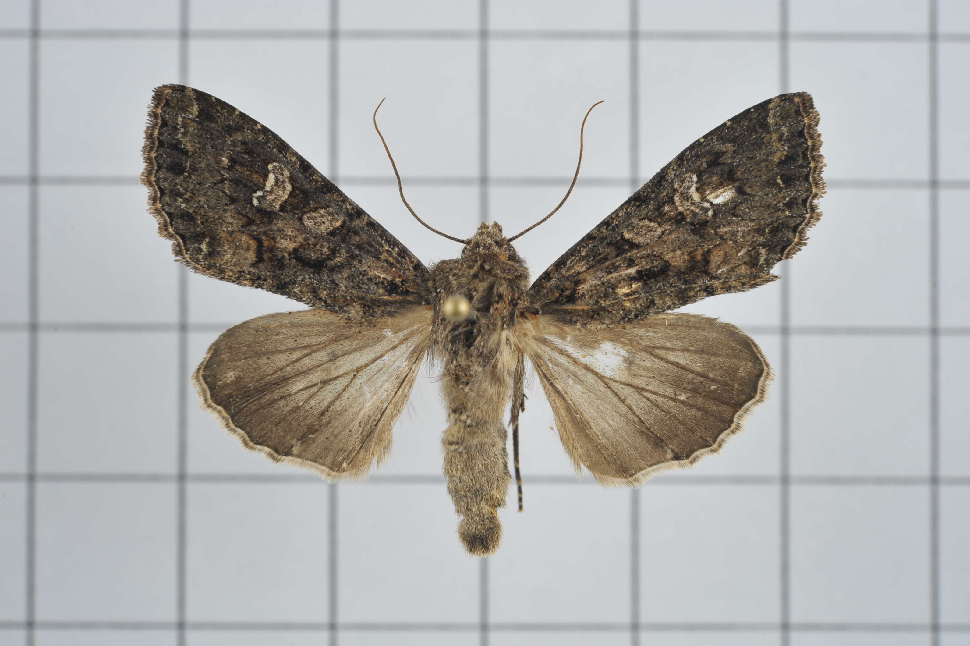 Image of Cabbage Moth