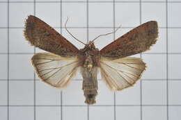 Image of pearly underwing