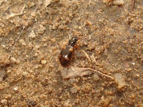 Plancia ëd Bembidion (Bembidion) quadrimaculatum (Linnaeus 1760)