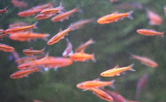 Image of Rainbow Shiner