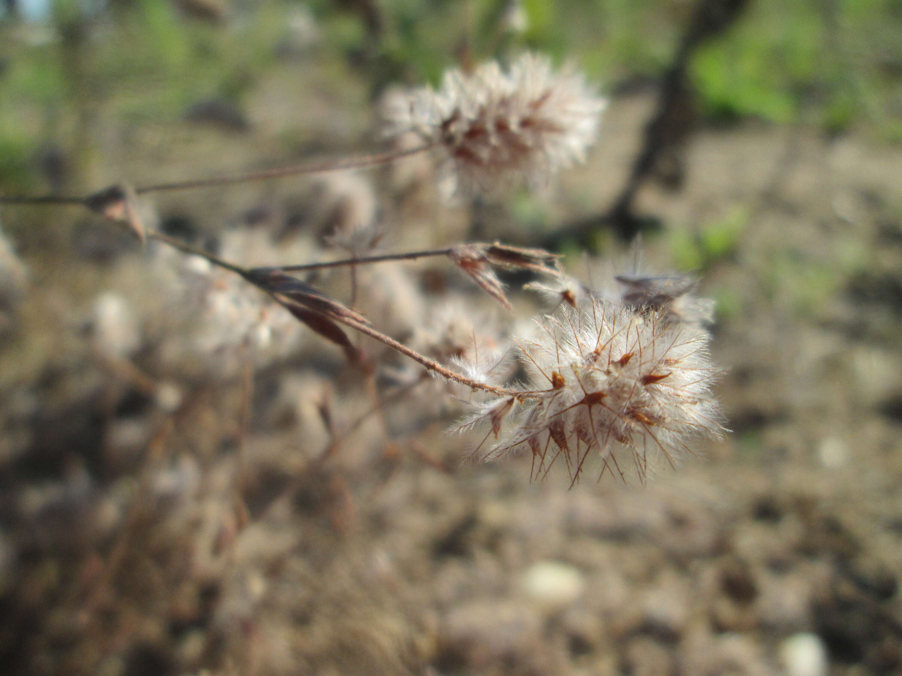 Imagem de Trifolium arvense L.