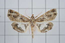 Image of Paracymoriza vagalis Walker 1865