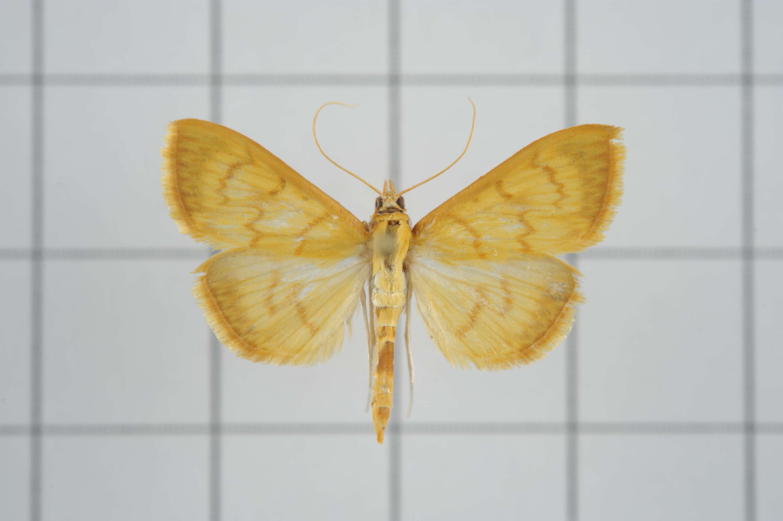 Image of Pyrausta celatalis Walker 1859