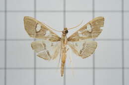 Imagem de Glyphodes crithealis Walker 1859