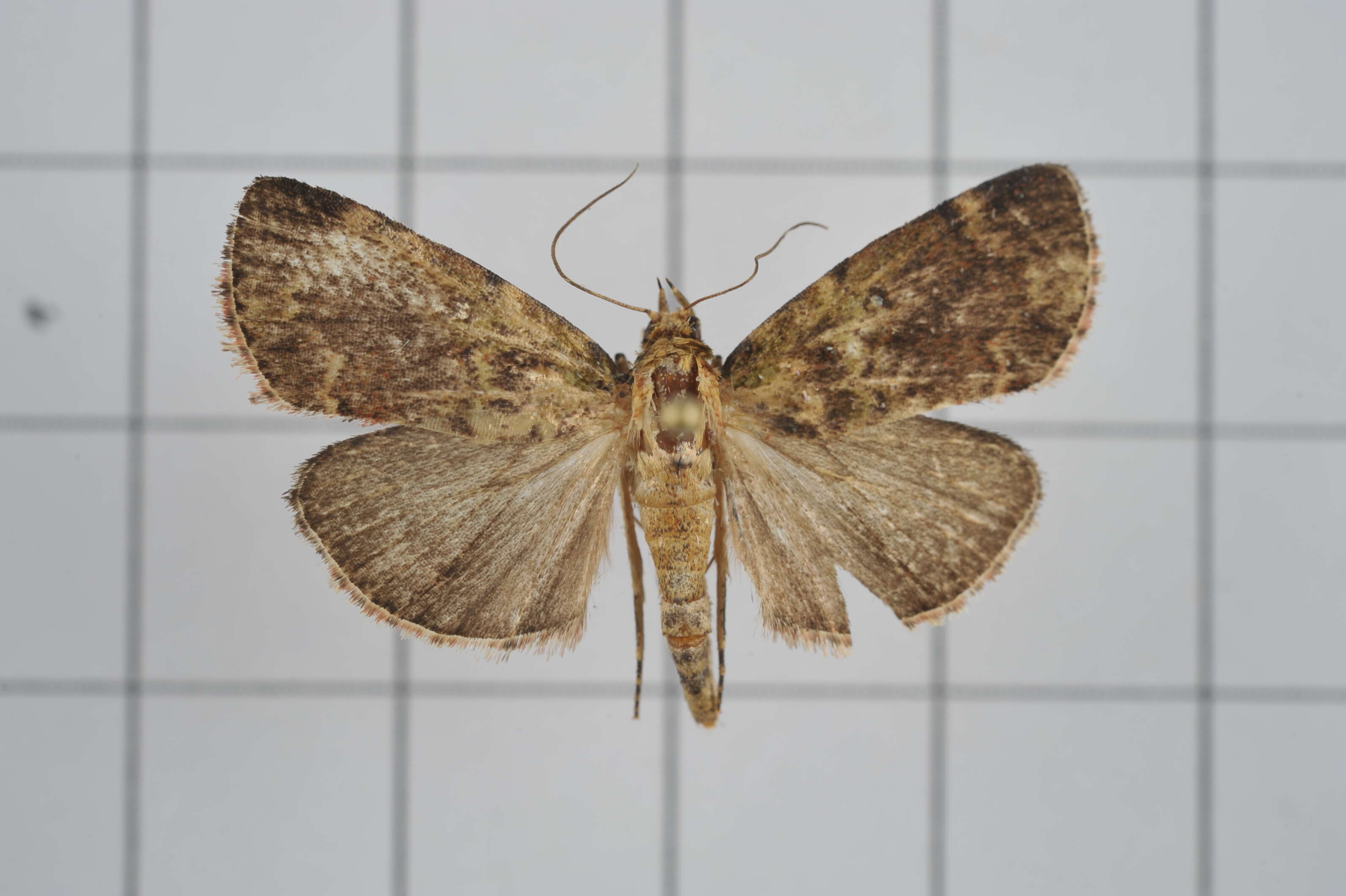 Image of Orthaga olivacea Warren 1891