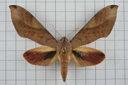 Image of Clanis bilineata (Walker 1866)