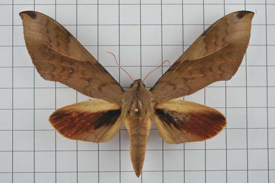 Image of Clanis bilineata (Walker 1866)
