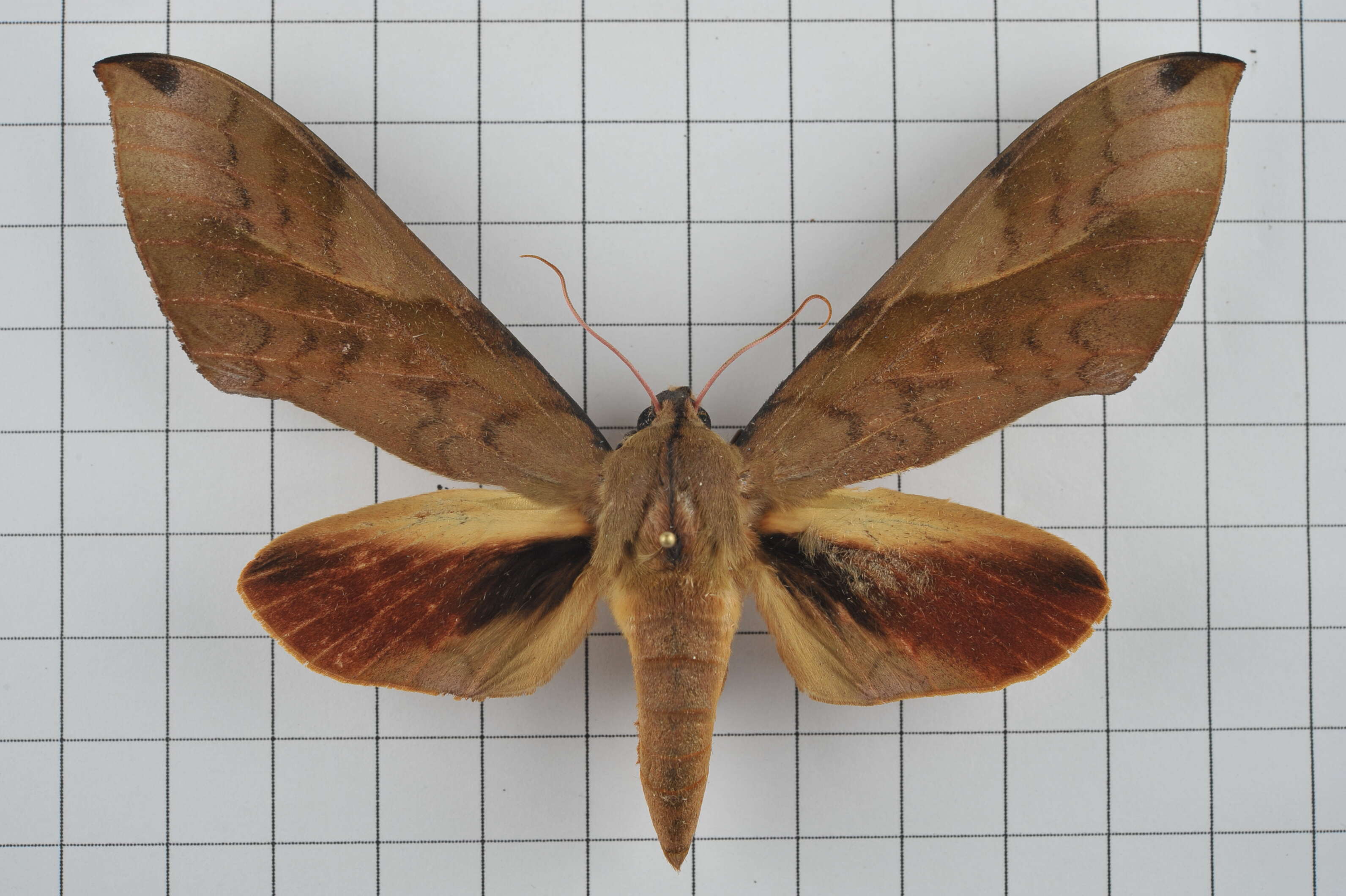 Image of Clanis bilineata (Walker 1866)