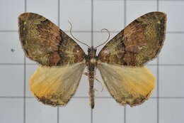 Image of Photoscotosia insularis Bastelberger 1909