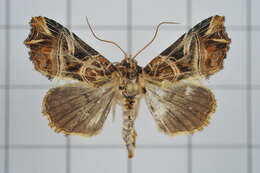 Image de Callopistria nobilior