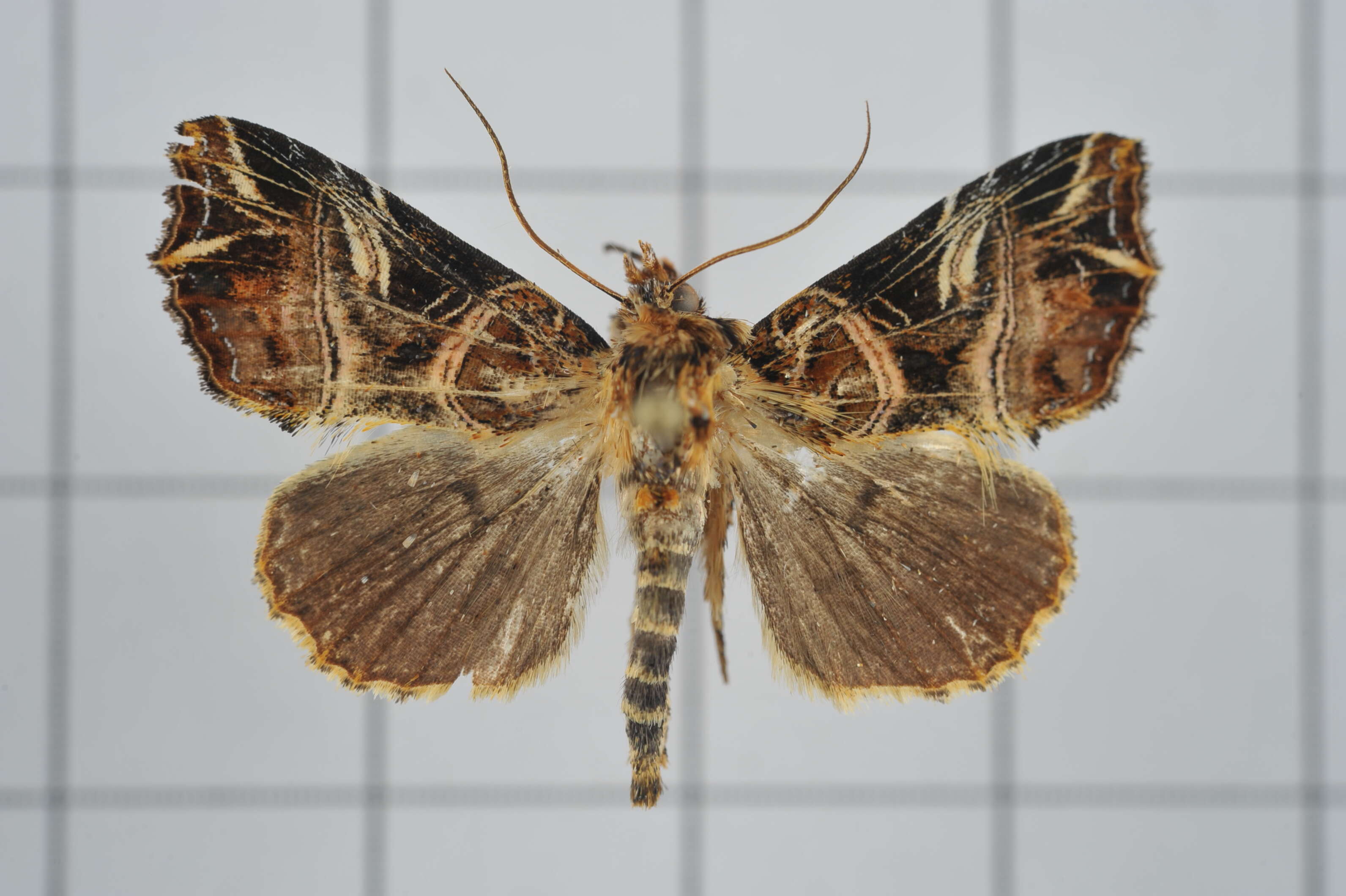 Image de Callopistria nobilior