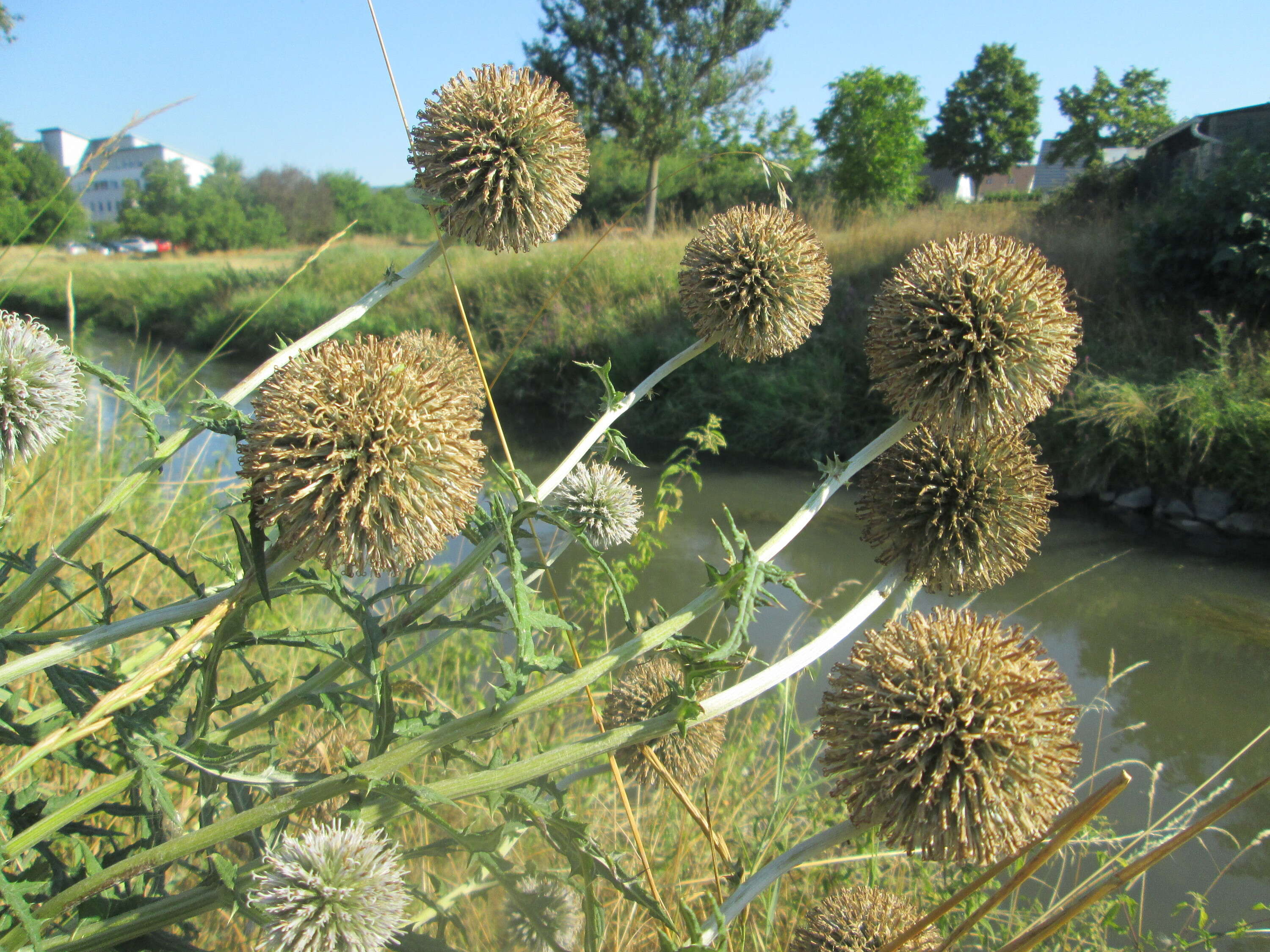 Image of tall globethistle