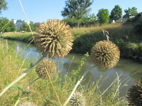 Image of tall globethistle