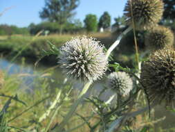 Image of tall globethistle