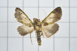 Image of Teliphasa nubilosa Moore