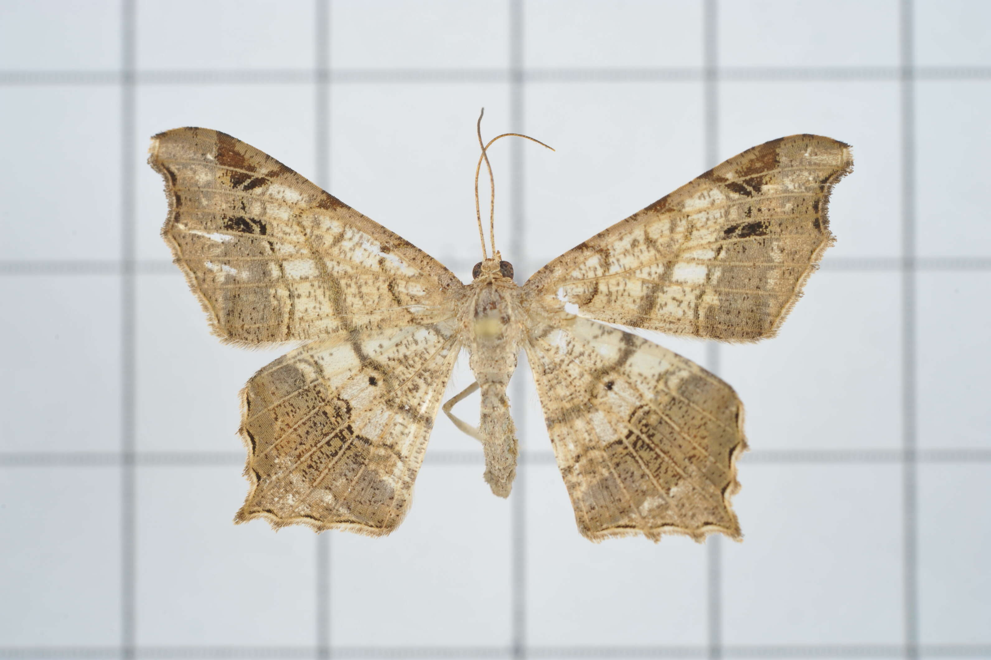 Image of Semiothisa emersaria Walker 1861