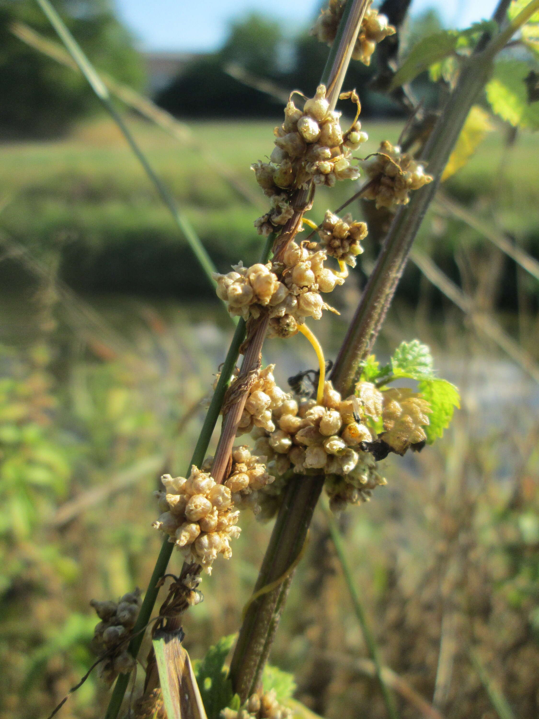 Image of greater dodder