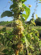 Image of greater dodder