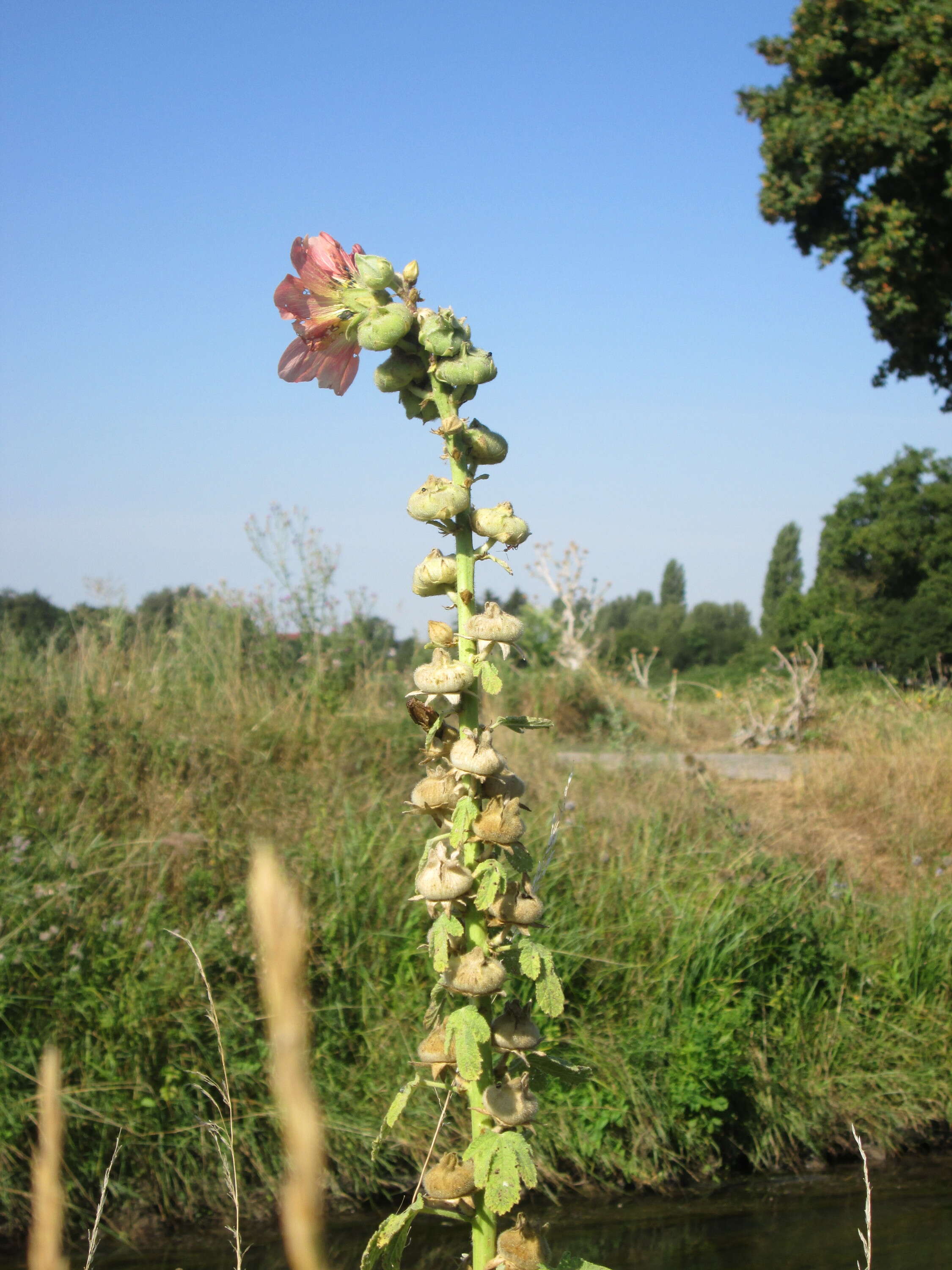 Image of hollyhock